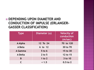  DEPENDING UPON DIAMETER AND
CONDUCTION OF IMPULSE (ERLANGER-
GASSER CLASSIFICATION)
Type Diameter (u) Velocity of
conduction
(m/sec)
A Alpha 12 To 24 70 to 120
A Beta 6 to 12 30 to 70
A Gamma 5 to 6 15 to 30
A Delta 2 to 5 12 to 15
B 1 to 2 3 to 10
C < 1.5 0.5 to 2
 