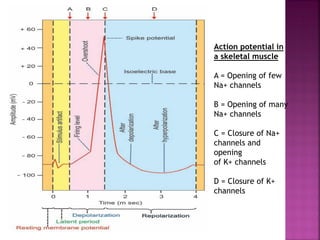 Action potential in
a skeletal muscle
A = Opening of few
Na+ channels
B = Opening of many
Na+ channels
C = Closure of Na+
channels and
opening
of K+ channels
D = Closure of K+
channels
 