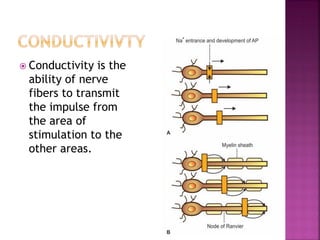  Conductivity is the
ability of nerve
fibers to transmit
the impulse from
the area of
stimulation to the
other areas.
 