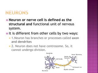  Neuron or nerve cell is defined as the
structural and functional unit of nervous
system.
 It is different from other cells by two ways:
 1.Neuron has branches or processes called axon
and dendrites
 2. Neuron does not have centrosome. So, it
cannot undergo division.
 