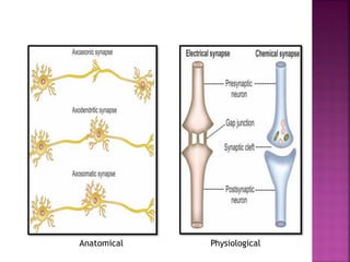 Anatomical Physiological
 