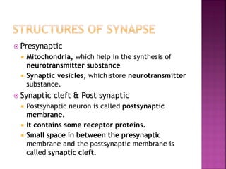  Presynaptic
 Mitochondria, which help in the synthesis of
neurotransmitter substance
 Synaptic vesicles, which store neurotransmitter
substance.
 Synaptic cleft & Post synaptic
 Postsynaptic neuron is called postsynaptic
membrane.
 It contains some receptor proteins.
 Small space in between the presynaptic
membrane and the postsynaptic membrane is
called synaptic cleft.
 