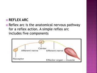  REFLEX ARC
 Reflex arc is the anatomical nervous pathway
for a reflex action. A simple reflex arc
includes five components
 