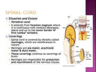  Situation and Extent
 Vertebral canal
 It extends from foramen magnum where
it is continuous with medulla oblongata,
above and up to the lower border of
first lumbar vertebra
 Coverings
 Spinal cord is covered by sheaths called
meninges, which are membranous in
nature.
 Meninges are pia mater, arachnoid
mater & dura mater.
 These coverings continue as coverings of
brain.
 Meninges are responsible for protection
and nourishment of the nervous tissues.
 