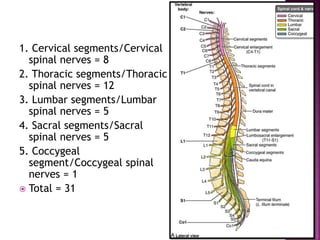 1. Cervical segments/Cervical
spinal nerves = 8
2. Thoracic segments/Thoracic
spinal nerves = 12
3. Lumbar segments/Lumbar
spinal nerves = 5
4. Sacral segments/Sacral
spinal nerves = 5
5. Coccygeal
segment/Coccygeal spinal
nerves = 1
 Total = 31
 