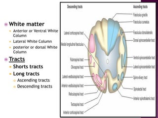  White matter
 Anterior or Ventral White
Column
 Lateral White Column
 posterior or dorsal White
Column
 Tracts
 Shorts tracts
 Long tracts
 Ascending tracts
 Descending tracts
 