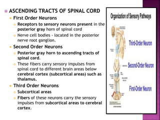  ASCENDING TRACTS OF SPINAL CORD
 First Order Neurons
 Receptors to sensory neurons present in the
posterior gray horn of spinal cord
 Nerve cell bodies - located in the posterior
nerve root ganglion.
 Second Order Neurons
 Posterior gray horn to ascending tracts of
spinal cord.
 These fibers carry sensory impulses from
spinal cord to different brain areas below
cerebral cortex (subcortical areas) such as
thalamus.
 Third Order Neurons
 Subcortical areas
 Fibers of these neurons carry the sensory
impulses from subcortical areas to cerebral
cortex.
 