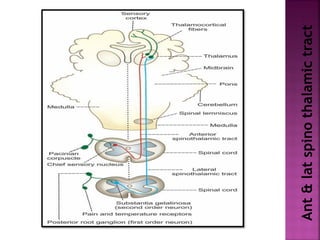 Ant&latspinothalamictract
 