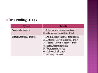  Descending tracts
Types Tracts
Pyramidal tracts 1.Anterior corticospinal tract
2.Lateral corticospinal tract
Extrapyramidal tracts 1. Medial longitudinal fasciculus
2. Anterior vestibulospinal tract
3. Lateral vestibulospinal tract
4. Reticulospinal tract
5. Tectospinal tract
6. Rubrospinal tract
7. Olivospinal tract
 