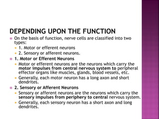 DEPENDING UPON THE FUNCTION
 On the basis of function, nerve cells are classified into two
types:
 1. Motor or efferent neurons
 2. Sensory or afferent neurons.
 1. Motor or Efferent Neurons
 Motor or efferent neurons are the neurons which carry the
motor impulses from central nervous system to peripheral
effector organs like muscles, glands, blood vessels, etc.
 Generally, each motor neuron has a long axon and short
dendrites.
 2. Sensory or Afferent Neurons
 Sensory or afferent neurons are the neurons which carry the
sensory impulses from periphery to central nervous system.
 Generally, each sensory neuron has a short axon and long
dendrites.
 