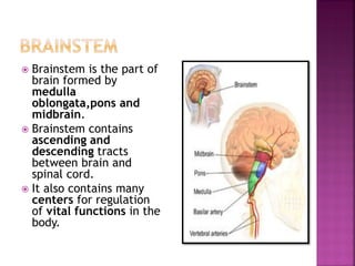  Brainstem is the part of
brain formed by
medulla
oblongata,pons and
midbrain.
 Brainstem contains
ascending and
descending tracts
between brain and
spinal cord.
 It also contains many
centers for regulation
of vital functions in the
body.
 