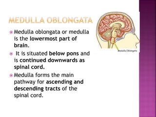  Medulla oblongata or medulla
is the lowermost part of
brain.
 It is situated below pons and
is continued downwards as
spinal cord.
 Medulla forms the main
pathway for ascending and
descending tracts of the
spinal cord.
 