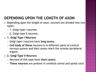 DEPENDING UPON THE LENGTH OF AXON
 Depending upon the length of axon, neurons are divided into two
types:
 1. Golgi type I neurons
 2. Golgi type II neurons.
 1. Golgi Type I Neurons
 Golgi type I neurons have long axons.
 Cell body of these neurons is in different parts of central
nervous system and their axons reach the remote peripheral
organs.
 2. Golgi Type II Neurons
 Neurons of this type have short axons.
 These neurons are present in cerebral cortex and spinal cord.
 