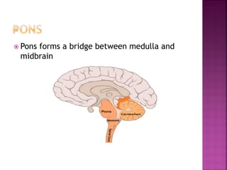  Pons forms a bridge between medulla and
midbrain
 