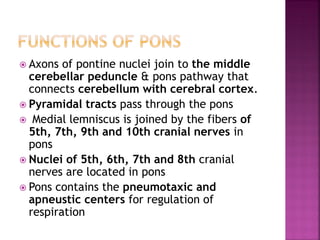  Axons of pontine nuclei join to the middle
cerebellar peduncle & pons pathway that
connects cerebellum with cerebral cortex.
 Pyramidal tracts pass through the pons
 Medial lemniscus is joined by the fibers of
5th, 7th, 9th and 10th cranial nerves in
pons
 Nuclei of 5th, 6th, 7th and 8th cranial
nerves are located in pons
 Pons contains the pneumotaxic and
apneustic centers for regulation of
respiration
 