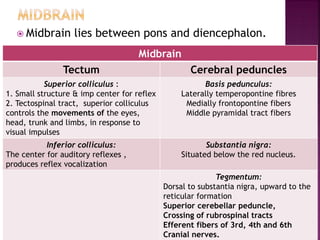  Midbrain lies between pons and diencephalon.
Midbrain
Tectum Cerebral peduncles
Superior colliculus :
1. Small structure & imp center for reflex
2. Tectospinal tract, superior colliculus
controls the movements of the eyes,
head, trunk and limbs, in response to
visual impulses
Basis pedunculus:
Laterally temperopontine fibres
Medially frontopontine fibers
Middle pyramidal tract fibers
Inferior colliculus:
The center for auditory reflexes ,
produces reflex vocalization
Substantia nigra:
Situated below the red nucleus.
Tegmentum:
Dorsal to substantia nigra, upward to the
reticular formation
Superior cerebellar peduncle,
Crossing of rubrospinal tracts
Efferent fibers of 3rd, 4th and 6th
Cranial nerves.
 