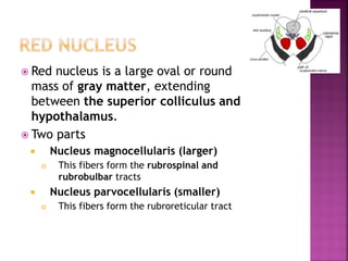  Red nucleus is a large oval or round
mass of gray matter, extending
between the superior colliculus and
hypothalamus.
 Two parts
 Nucleus magnocellularis (larger)
 This fibers form the rubrospinal and
rubrobulbar tracts
 Nucleus parvocellularis (smaller)
 This fibers form the rubroreticular tract
 