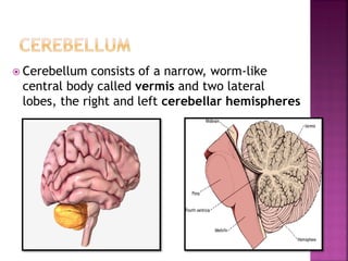  Cerebellum consists of a narrow, worm-like
central body called vermis and two lateral
lobes, the right and left cerebellar hemispheres
 