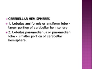  CEREBELLAR HEMISPHERES
 1. Lobulus ansiformis or ansiform lobe -
larger portion of cerebellar hemisphere
 2. Lobulus paramedianus or paramedian
lobe - smaller portion of cerebellar
hemisphere.
 