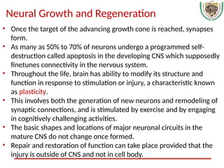 Central Nervous system, physiology.. ppt | PPTX