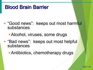 Slide 7.48
Blood Brain BarrierBlood Brain Barrier
• “Good news”: keeps out most harmful
substances
• Alcohol, viruses, some drugs
• “Bad news”: keeps out most helpful
substances
• Antibiotics, chemotherapy drugs
 
