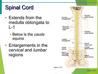 Slide 7.52
Spinal CordSpinal Cord
• Extends from the
medulla oblongata to
L-1
• Below is the cauda
equina
• Enlargements in the
cervical and lumbar
regions
Figure 7.18
 