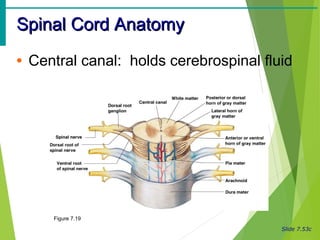 Slide 7.53c
Spinal Cord AnatomySpinal Cord Anatomy
• Central canal: holds cerebrospinal fluid
Figure 7.19
 