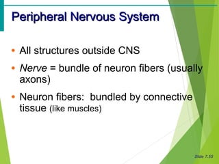 Slide 7.55
Peripheral Nervous SystemPeripheral Nervous System
• All structures outside CNS
• Nerve = bundle of neuron fibers (usually
axons)
• Neuron fibers: bundled by connective
tissue (like muscles)
 