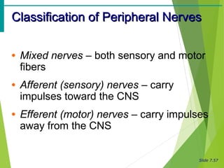 Slide 7.57
Classification of Peripheral NervesClassification of Peripheral Nerves
• Mixed nerves – both sensory and motor
fibers
• Afferent (sensory) nerves – carry
impulses toward the CNS
• Efferent (motor) nerves – carry impulses
away from the CNS
 