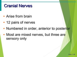 Slide 7.58
Cranial NervesCranial Nerves
• Arise from brain
• 12 pairs of nerves
• Numbered in order, anterior to posterior
• Most are mixed nerves, but three are
sensory only
 