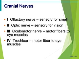 Slide 7.60
Cranial NervesCranial Nerves
• I Olfactory nerve – sensory for smell
• II Optic nerve – sensory for vision
• III Oculomotor nerve – motor fibers to
eye muscles
• IV Trochlear – motor fiber to eye
muscles
 