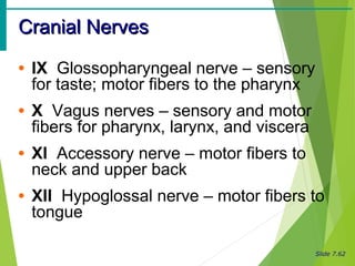 Slide 7.62
Cranial NervesCranial Nerves
• IX Glossopharyngeal nerve – sensory
for taste; motor fibers to the pharynx
• X Vagus nerves – sensory and motor
fibers for pharynx, larynx, and viscera
• XI Accessory nerve – motor fibers to
neck and upper back
• XII Hypoglossal nerve – motor fibers to
tongue
 