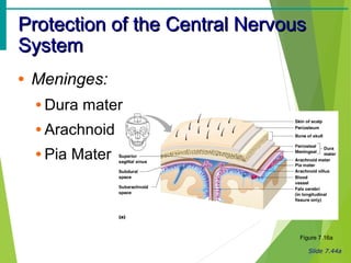 Slide 7.44a
Protection of the Central NervousProtection of the Central Nervous
SystemSystem
• Meninges:
• Dura mater
• Arachnoid
• Pia Mater
Figure 7.16a
 