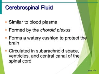 Slide 7.46
Cerebrospinal FluidCerebrospinal Fluid
• Similar to blood plasma
• Formed by the choroid plexus
• Forms a watery cushion to protect the
brain
• Circulated in subarachnoid space,
ventricles, and central canal of the
spinal cord
 