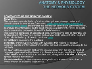 Anatomy & Physiology The Nervous System COMPONENTS OF THE NERVOUS SYSTEM Nerve CellsThe nervous system is the body&apos;s information gatherer, storage center and control system. Its overall functions are to collect information about the body&apos;s external/internal states and transfer this information to the brain (afferent system), to analyze this information, and to send impulses out (efferent system) to initiate appropriate motor responses to meet the body&apos;s needs.   The system is composed of specialized cells, termed nerve cells or neurons, the functional unit of the nervous system that communicate with each other and with other cells in the body.  A neuron has three parts:  the cell body, containing the nucleus dendrites, branch-type structures with synapses that receive  or conduct incoming signals or information from another cell and transmit the message to the cell body. the axon, a long projection that carries impulse away from the body or conduct outgoing signals emitted by the neuron. Axons are encased in a fat-like sheath, called myelin, which acts like an insulator and, along with the Nodes of Rangier, speeds impulse transmission. Neurotransmitter- a communicate messages from one neuron to another or from a neuron to a specific target tissue. 
