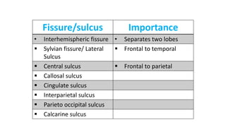Fissure/sulcus Importance
• Interhemispheric fissure • Separates two lobes
 Sylvian fissure/ Lateral
Sulcus
 Frontal to temporal
 Central sulcus  Frontal to parietal
 Callosal sulcus
 Cingulate sulcus
 Interparietal sulcus
 Parieto occipital sulcus
 Calcarine sulcus
 