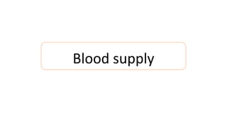 Blood supply
 