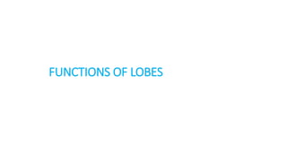 FUNCTIONS OF LOBES
 