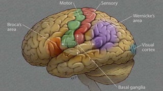 CNS RADIOLOGY FOR RADIATION ONCOLOGISTS