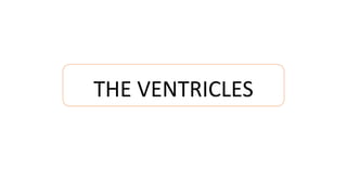 THE VENTRICLES
 