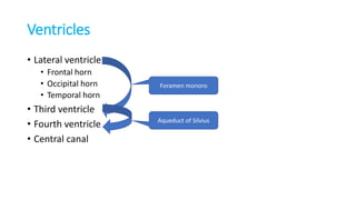 Ventricles
• Lateral ventricle
• Frontal horn
• Occipital horn
• Temporal horn
• Third ventricle
• Fourth ventricle
• Central canal
Foramen monoro
Aqueduct of Silvius
 