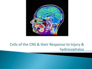 Cells of the CNS & their Response to Injury &
hydrocephalus
 