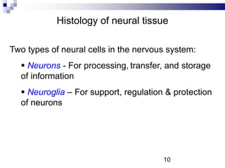 Histology of neural tissue
Two types of neural cells in the nervous system:
 Neurons - For processing, transfer, and storage
of information
 Neuroglia – For support, regulation & protection
of neurons
10
 