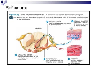 Reflex arc:
100
 
