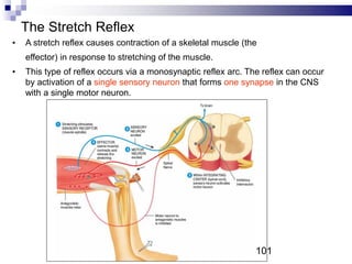The Stretch Reflex
• A stretch reflex causes contraction of a skeletal muscle (the
effector) in response to stretching of the muscle.
• This type of reflex occurs via a monosynaptic reflex arc. The reflex can occur
by activation of a single sensory neuron that forms one synapse in the CNS
with a single motor neuron.
101
 