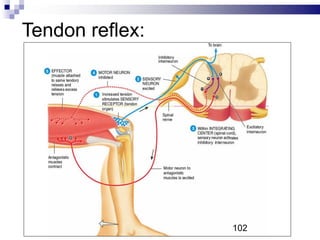 Tendon reflex:
102
 