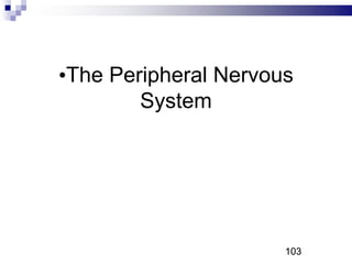 103
•The Peripheral Nervous
System
103P
 