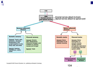 104
____Cranial nerves attach to brain
___Spinal nerves attach to spinal cord
104
 