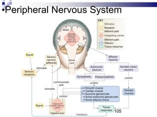 •Peripheral Nervous System
105
 