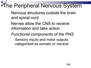 •The Peripheral Nervous System
• Nervous structures outside the brain
and spinal cord
• Nerves allow the CNS to receive
information and take action
• Functional components of the PNS
• Sensory inputs and motor outputs
categorized as somatic or visceral
106
 